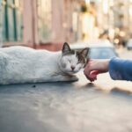 How Long Before a Stray Cat Is Legally Yours in the UK