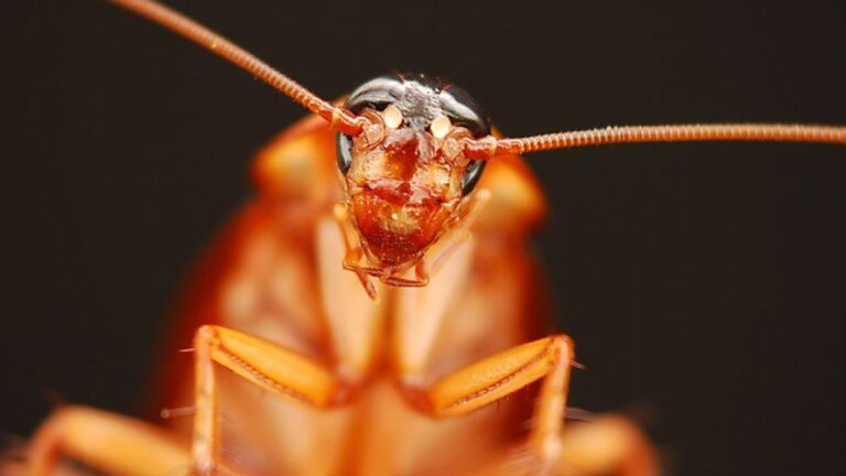 Are Roaches Scared of Humans