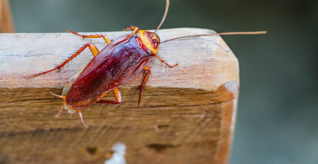 What Defines Roach Behavior