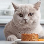 Can Cats Have Tuna in Brine