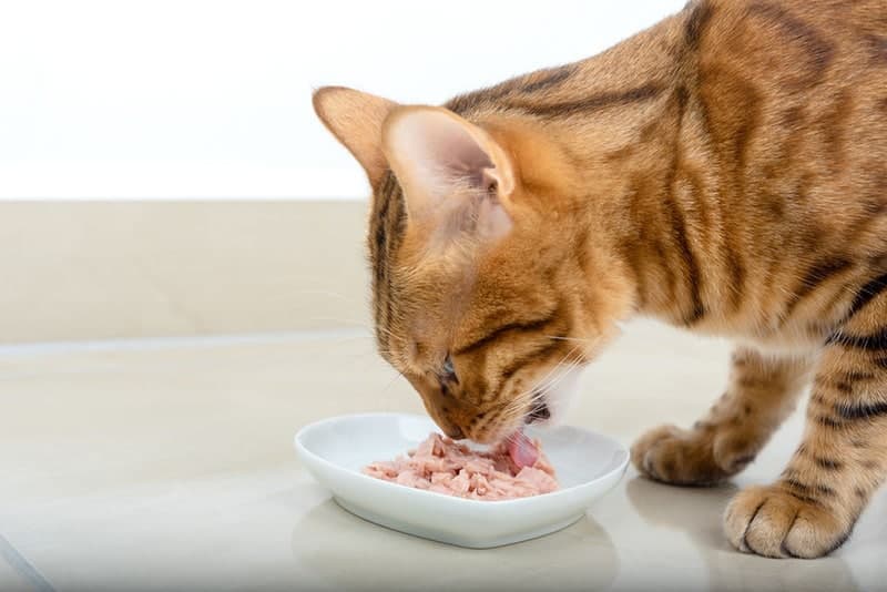 What is Tuna in Brine and How Does It Affect Cats