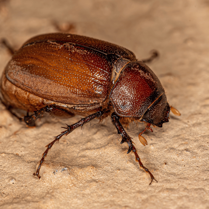 What are the stages in the life cycle of June bugs